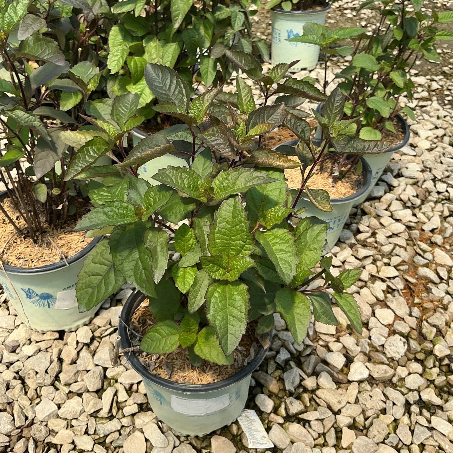Heliopsis Bleeding Hearts perennial plants in nursery containers, showing dark-stemmed green foliage on gravel.