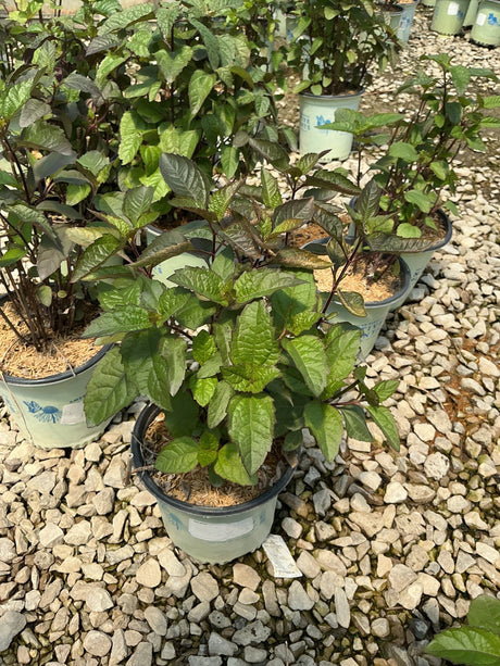 Heliopsis Bleeding Hearts perennial plants in nursery containers, showing dark-stemmed green foliage on gravel.