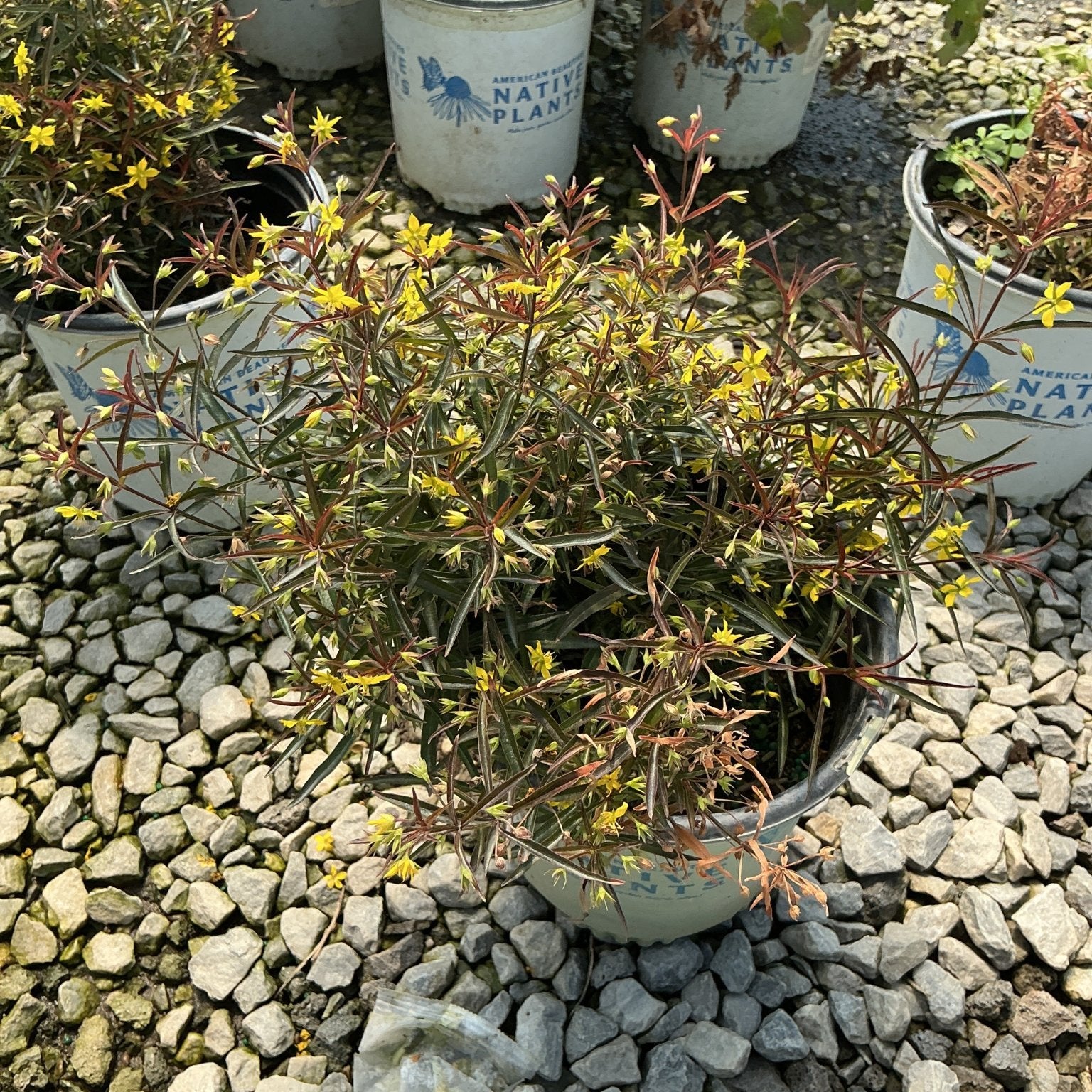 Purple Lance-Leaved Loosestrife in a nursery container showing reddish-purple stems with small yellow blooms.