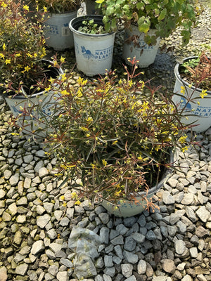 Purple Lance-Leaved Loosestrife in a nursery container showing reddish-purple stems with small yellow blooms.