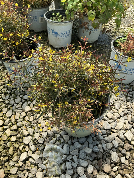 Purple Lance-Leaved Loosestrife in a nursery container showing reddish-purple stems with small yellow blooms.