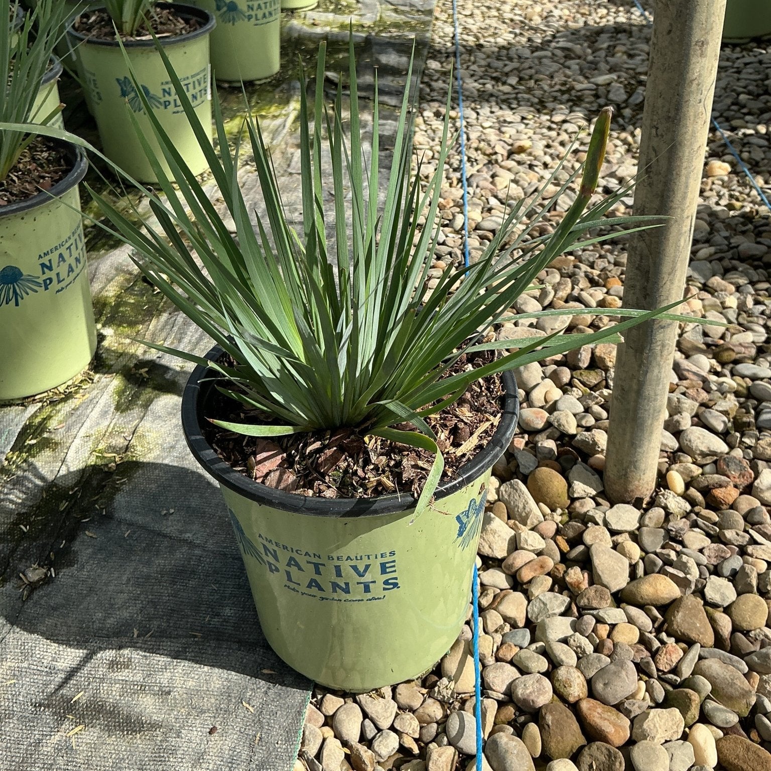 Sisyrinchium angustifolium Lucerne Blue Eyed Grass growing in a #1 nursery container at a native plant garden center.