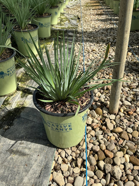 Sisyrinchium angustifolium Lucerne Blue Eyed Grass growing in a #1 nursery container at a native plant garden center.