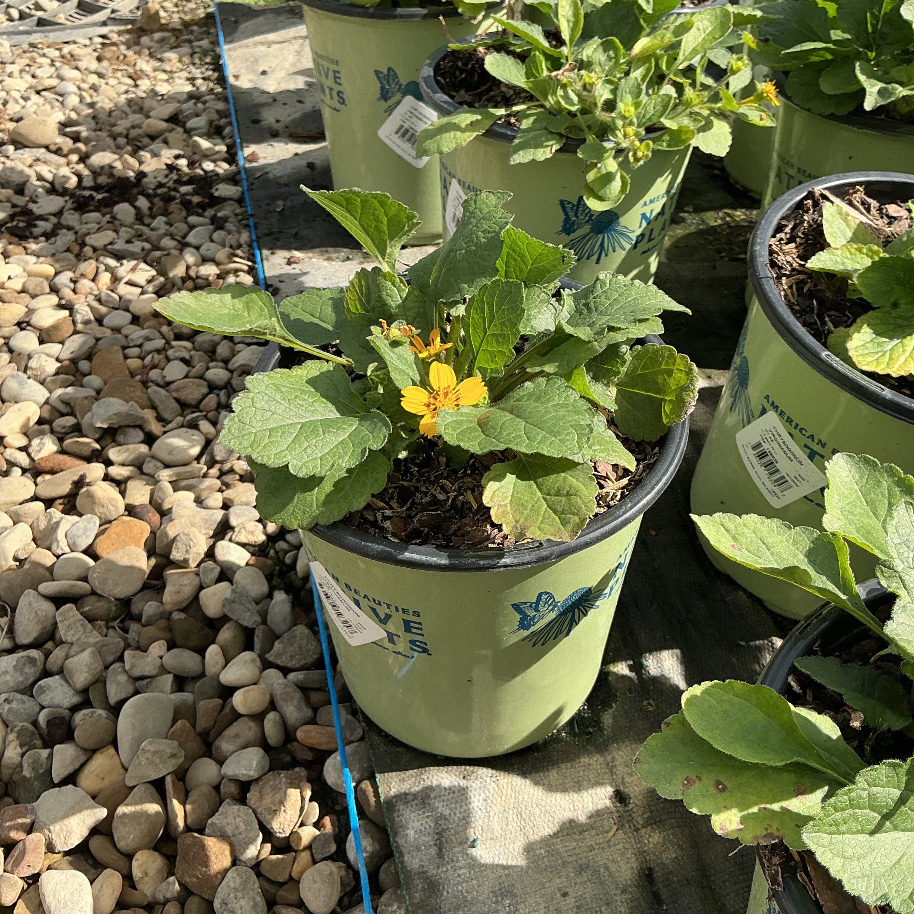 Golden Star Chrysogonum virginianum in a #1 container showing bright yellow blooms and fuzzy green foliage at a nursery.
