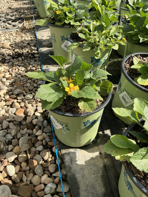 Golden Star Chrysogonum virginianum in a #1 container showing bright yellow blooms and fuzzy green foliage at a nursery.