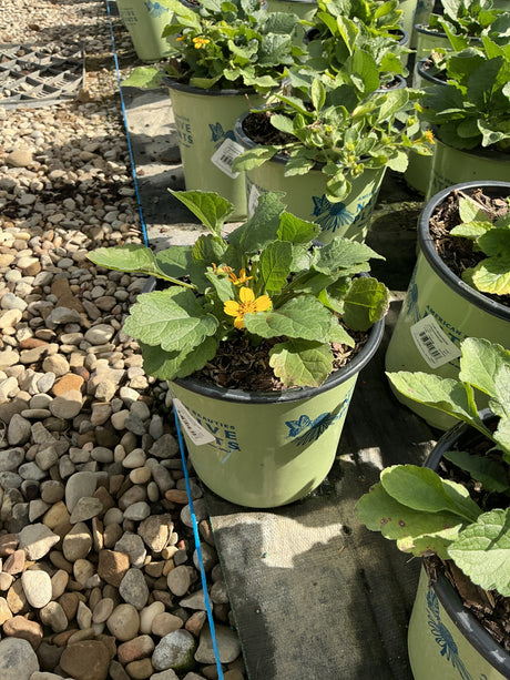 Golden Star Chrysogonum virginianum in a #1 container showing bright yellow blooms and fuzzy green foliage at a nursery.