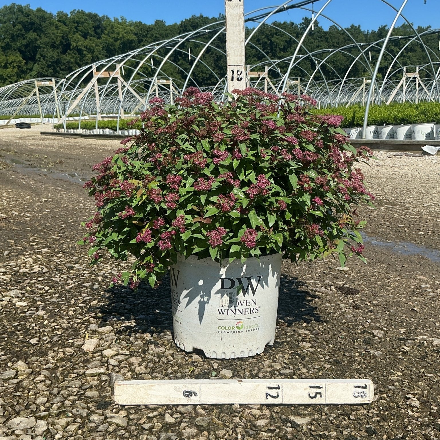 Double Play Red Spirea shrub in a #3 container showing deep pink blooms and dark foliage at a nursery grow yard.