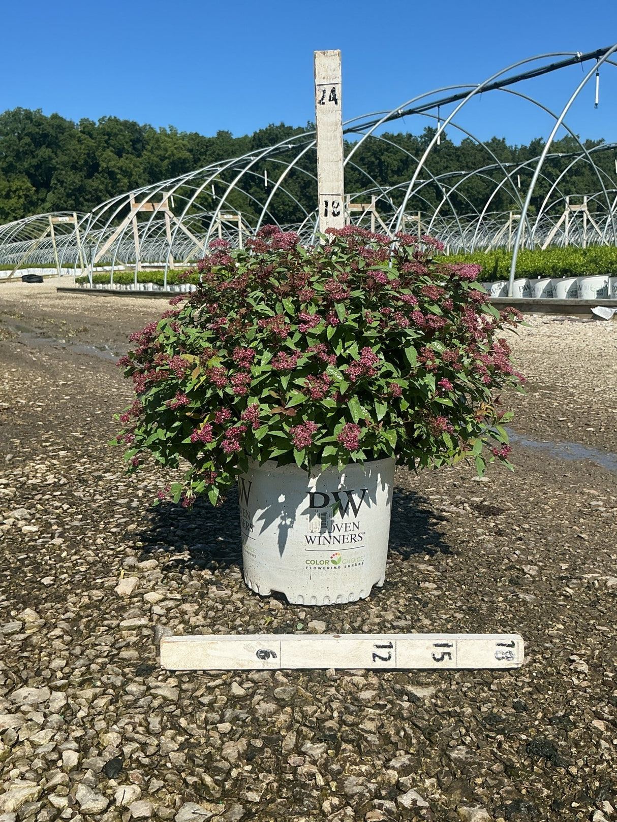 Double Play Red Spirea shrub in a #3 container showing deep pink blooms and dark foliage at a nursery grow yard.