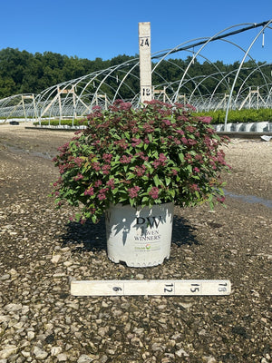 Double Play Red Spirea shrub in a #3 container showing deep pink blooms and dark foliage at a nursery grow yard.