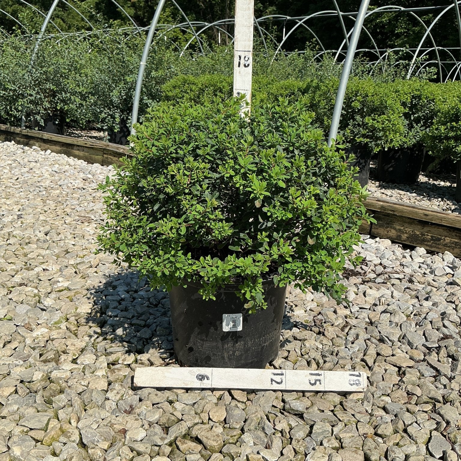 Snowmound Spirea shrub in a #3 nursery container with dense green foliage, shown with measurement stakes at a garden center.