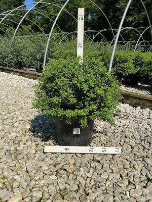 Snowmound Spirea shrub in a #3 nursery container with dense green foliage, shown with measurement stakes at a garden center.