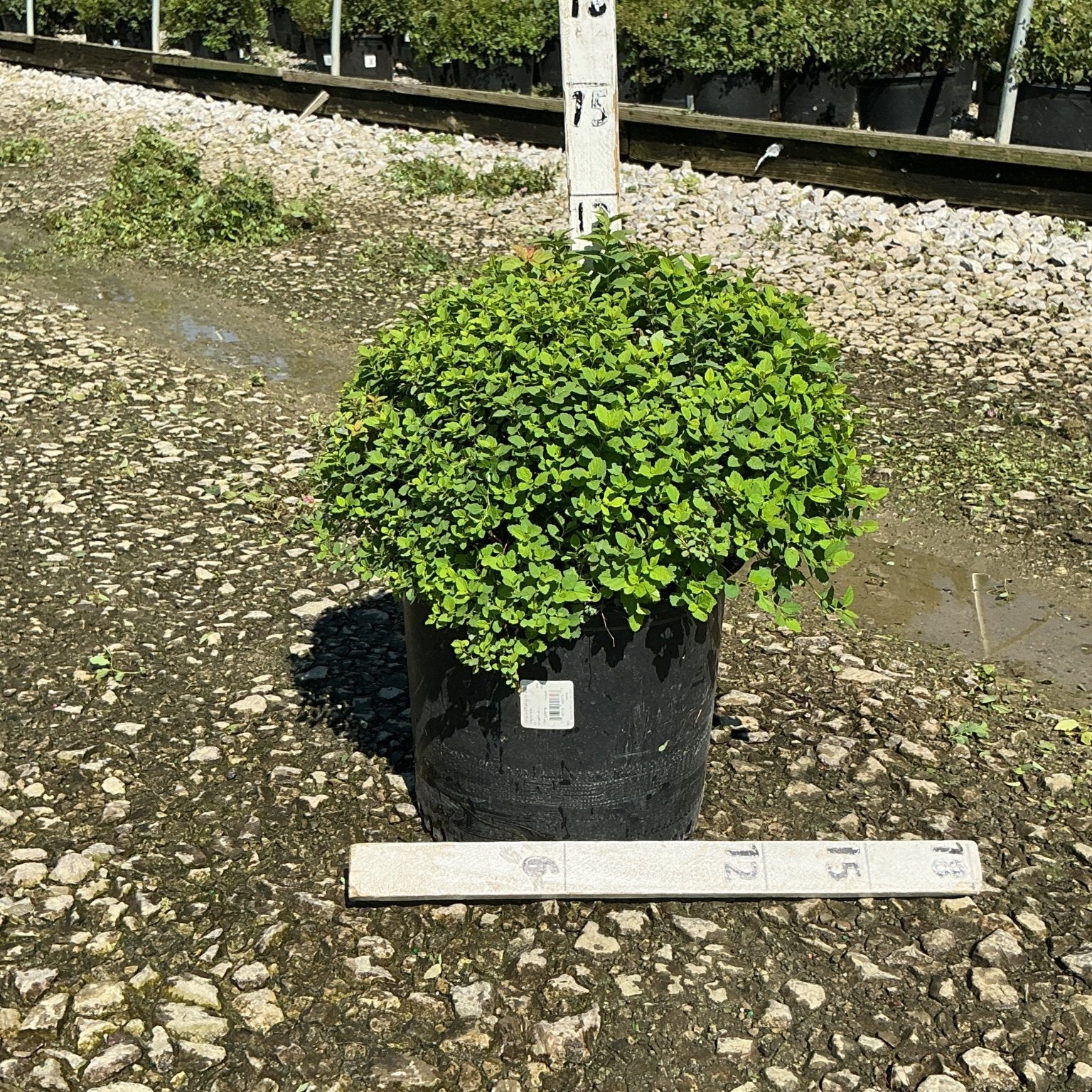 Little Princess Spirea shrub in a #3 container showing dense mounded green foliage at a nursery.