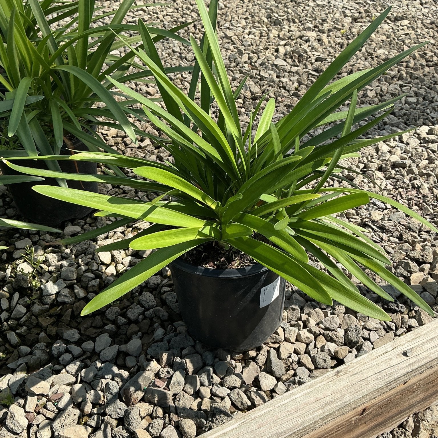Agapanthus africanus Blue Lily of the Nile growing in a black nursery container on a gravel bed.
