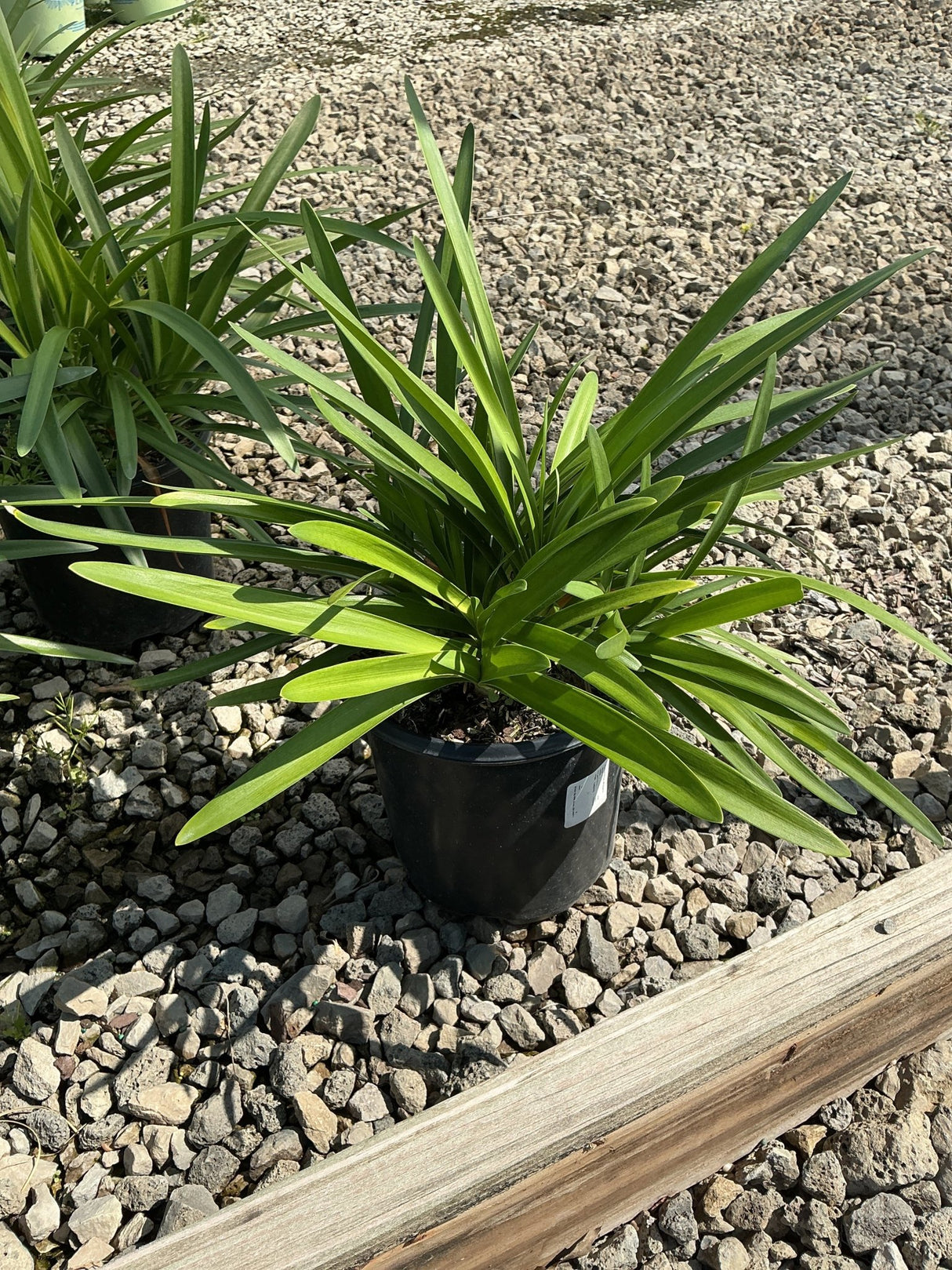 Agapanthus africanus Blue Lily of the Nile growing in a black nursery container on a gravel bed.