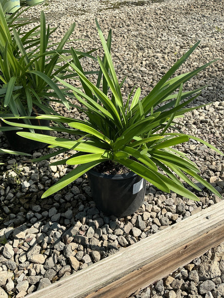 Agapanthus africanus Blue Lily of the Nile growing in a black nursery container on a gravel bed.