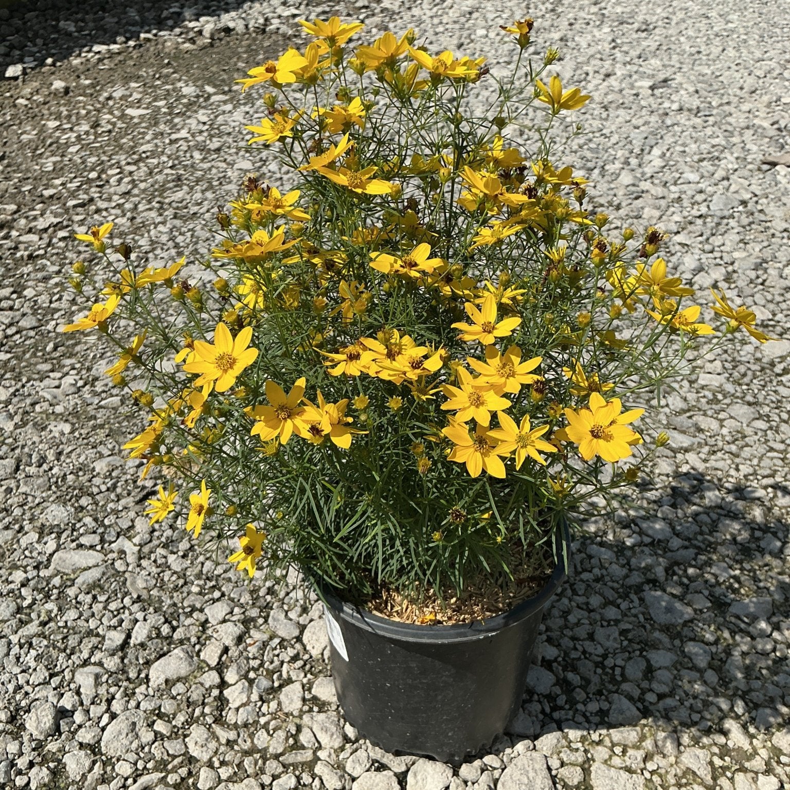 Zagreb Coreopsis in a #1 container covered in bright yellow daisy-like blooms with fine green foliage.