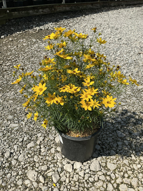 Zagreb Coreopsis in a #1 container covered in bright yellow daisy-like blooms with fine green foliage.