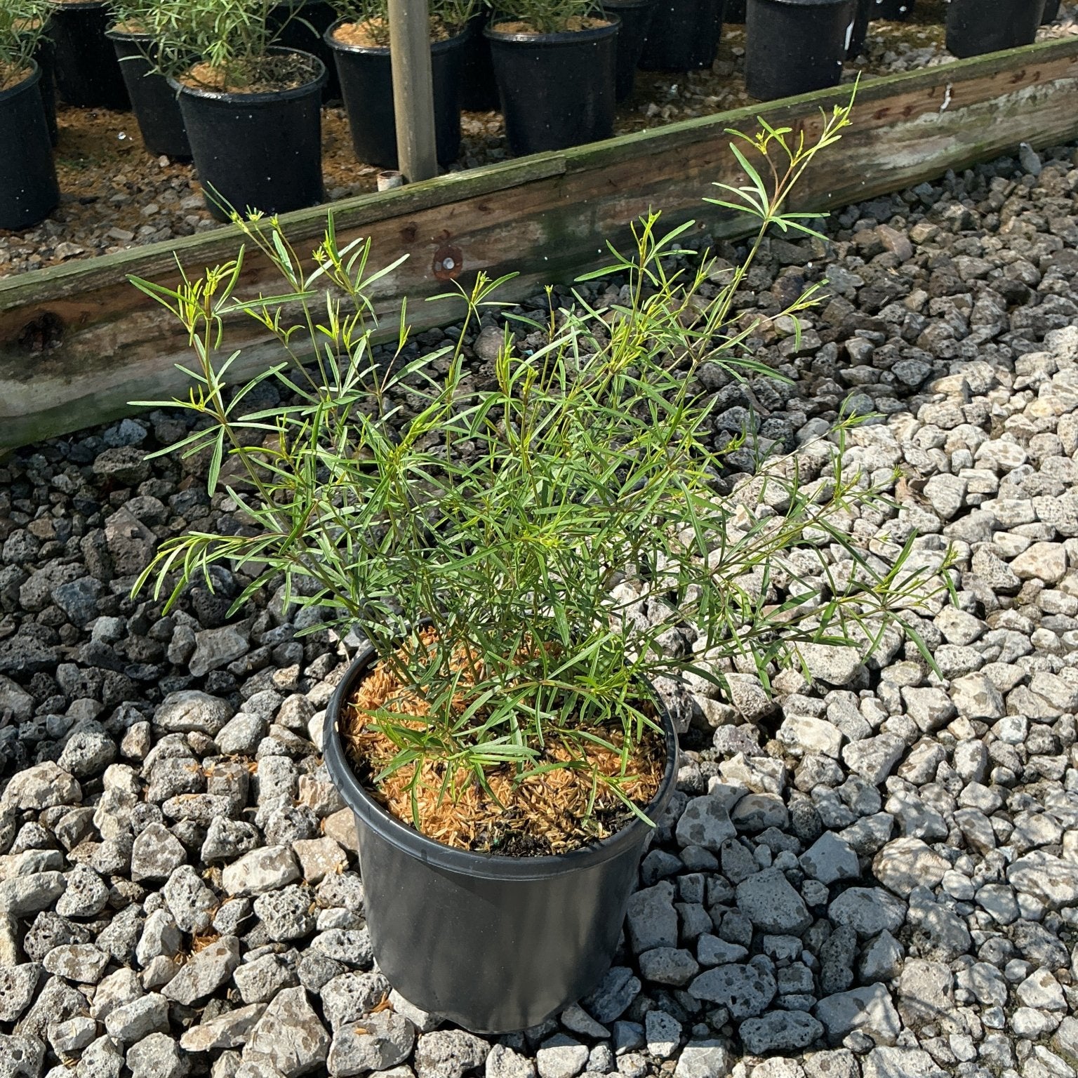 Moonbeam Coreopsis in a #1 nursery container showing fine, thread-like green foliage at a garden center.