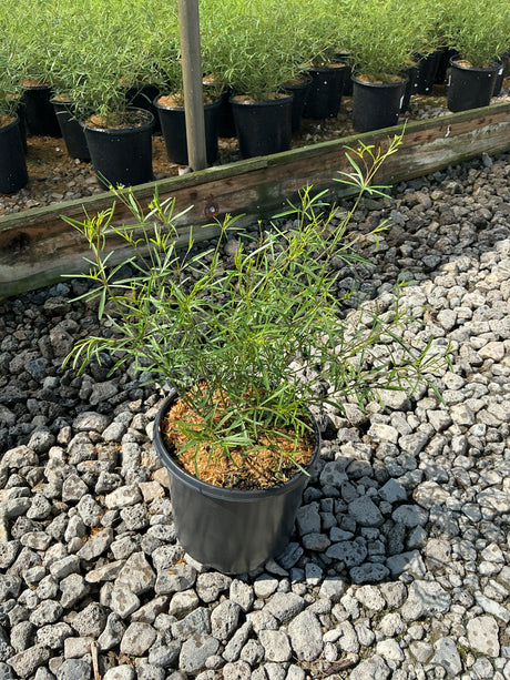 Moonbeam Coreopsis in a #1 nursery container showing fine, thread-like green foliage at a garden center.