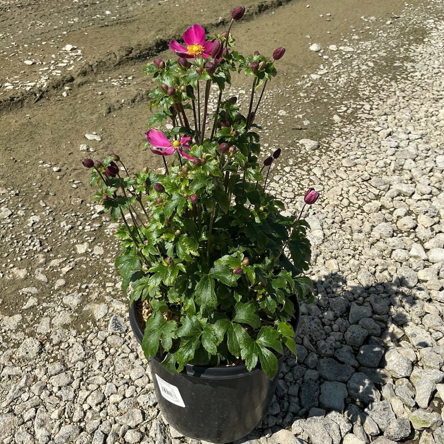 Fantasy Red Riding Hood Japanese Anemone in a black nursery container with open pink blooms and dark buds on tall stems.