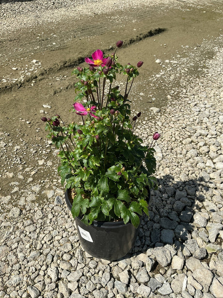 Fantasy Red Riding Hood Japanese Anemone in a black nursery container with open pink blooms and dark buds on tall stems.