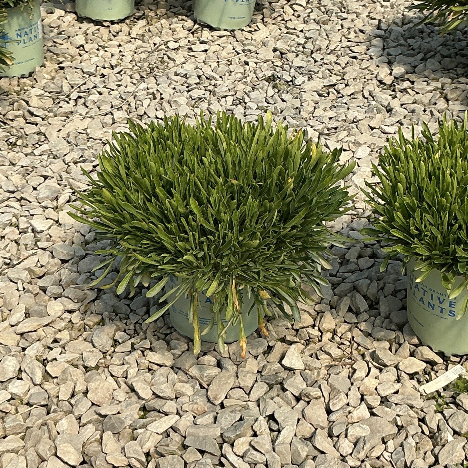 Short and Sweet Catchfly in a #1 container showing dense, low-growing mounded foliage on a gravel nursery surface.