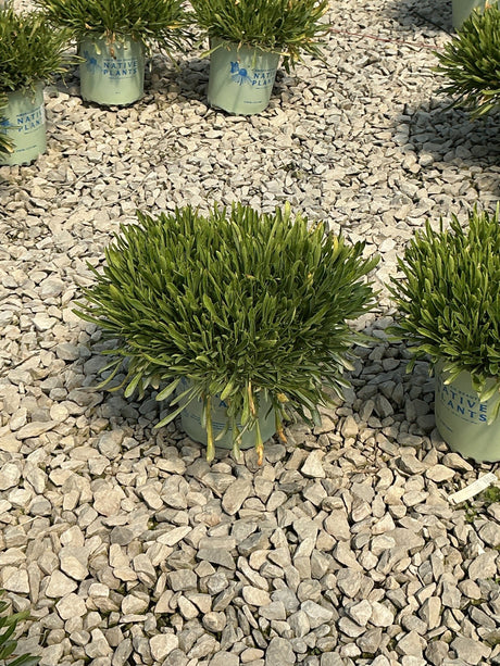 Short and Sweet Catchfly in a #1 container showing dense, low-growing mounded foliage on a gravel nursery surface.
