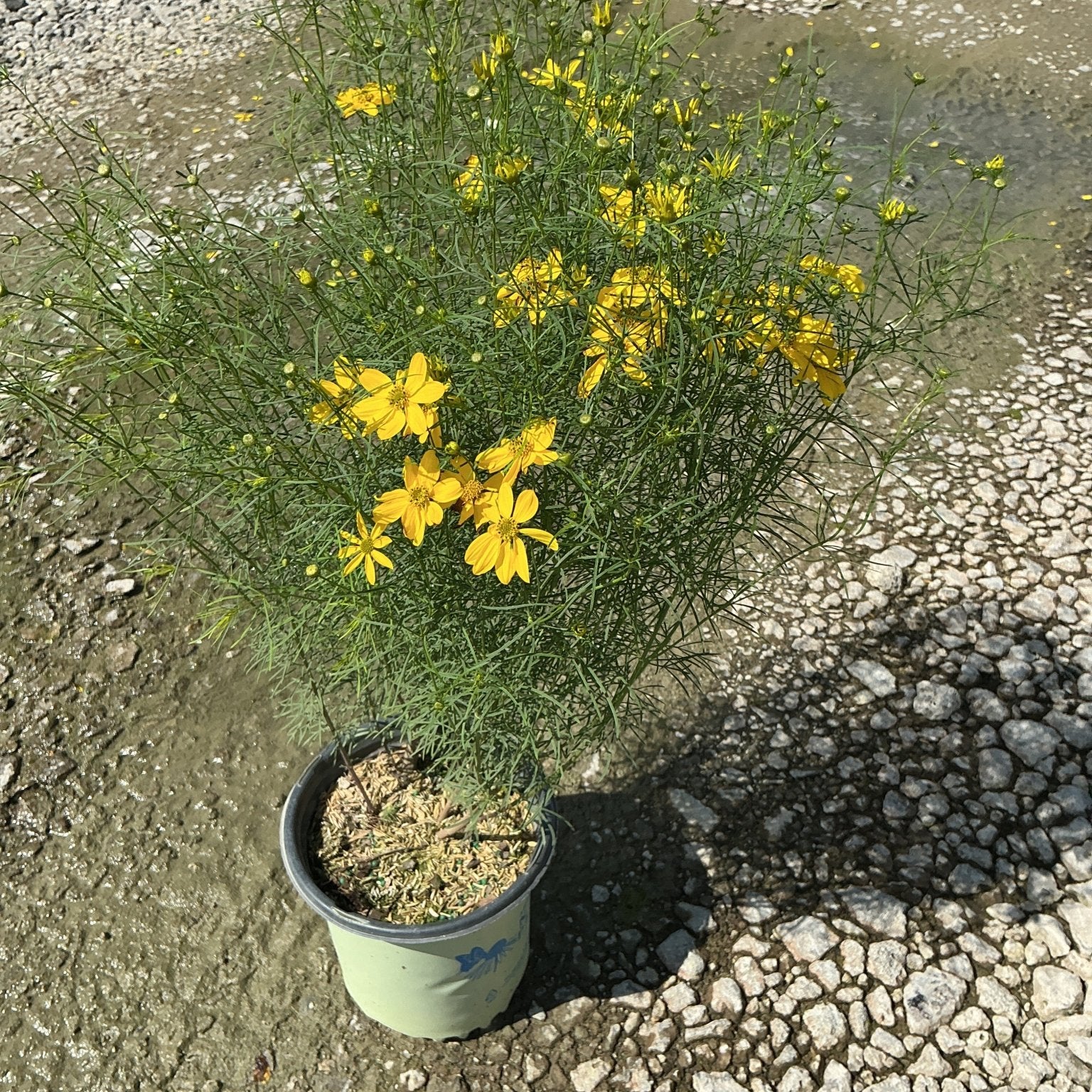 Threadleaf Coreopsis in a #1 container covered in bright yellow blooms atop fine, threadlike green foliage.