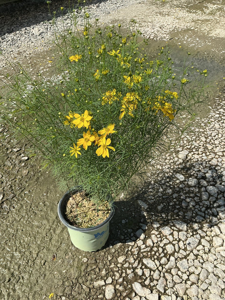 Threadleaf Coreopsis in a #1 container covered in bright yellow blooms atop fine, threadlike green foliage.