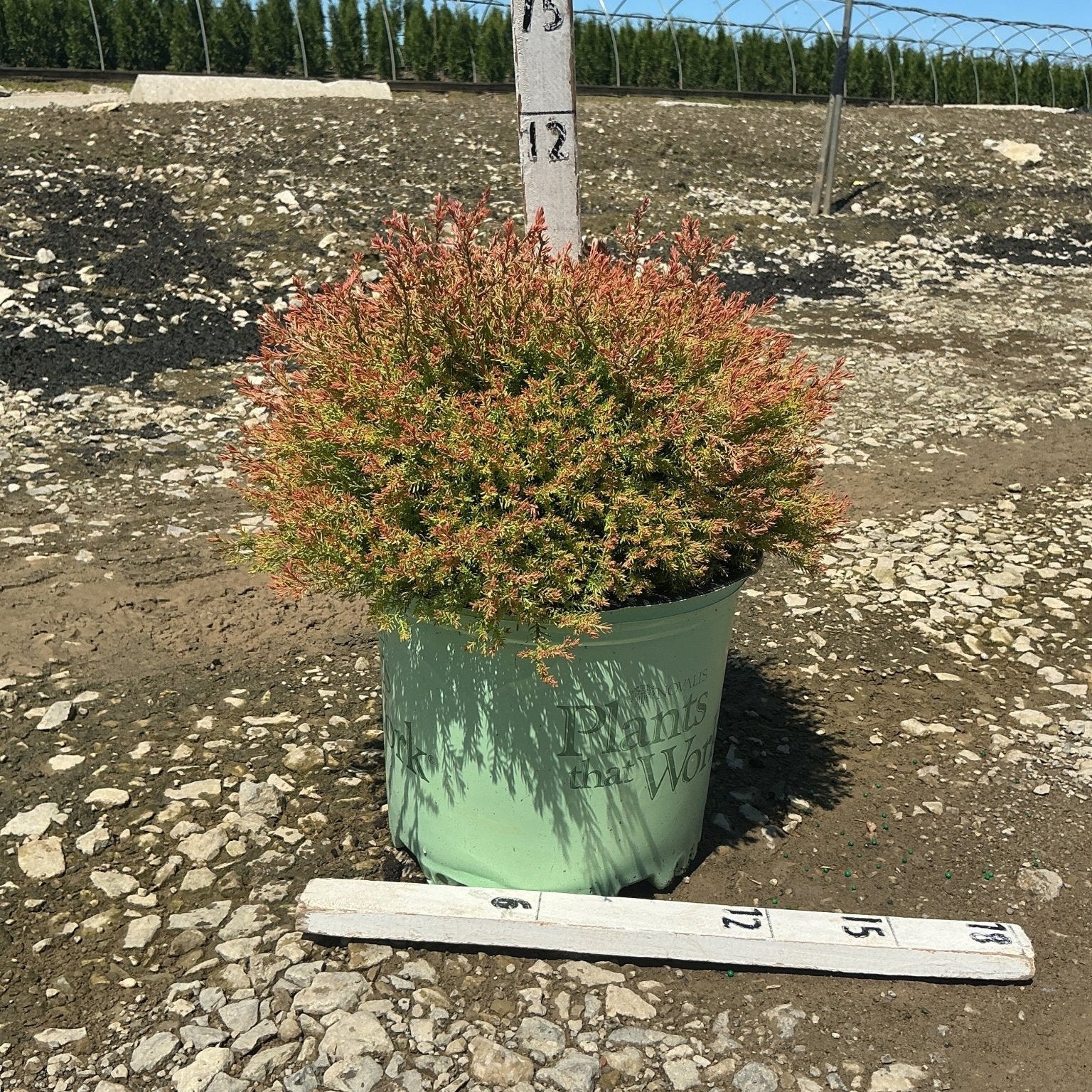Fire Chief Arborvitae in a #3 container showing its dense, rounded habit with reddish-orange and green foliage tips.