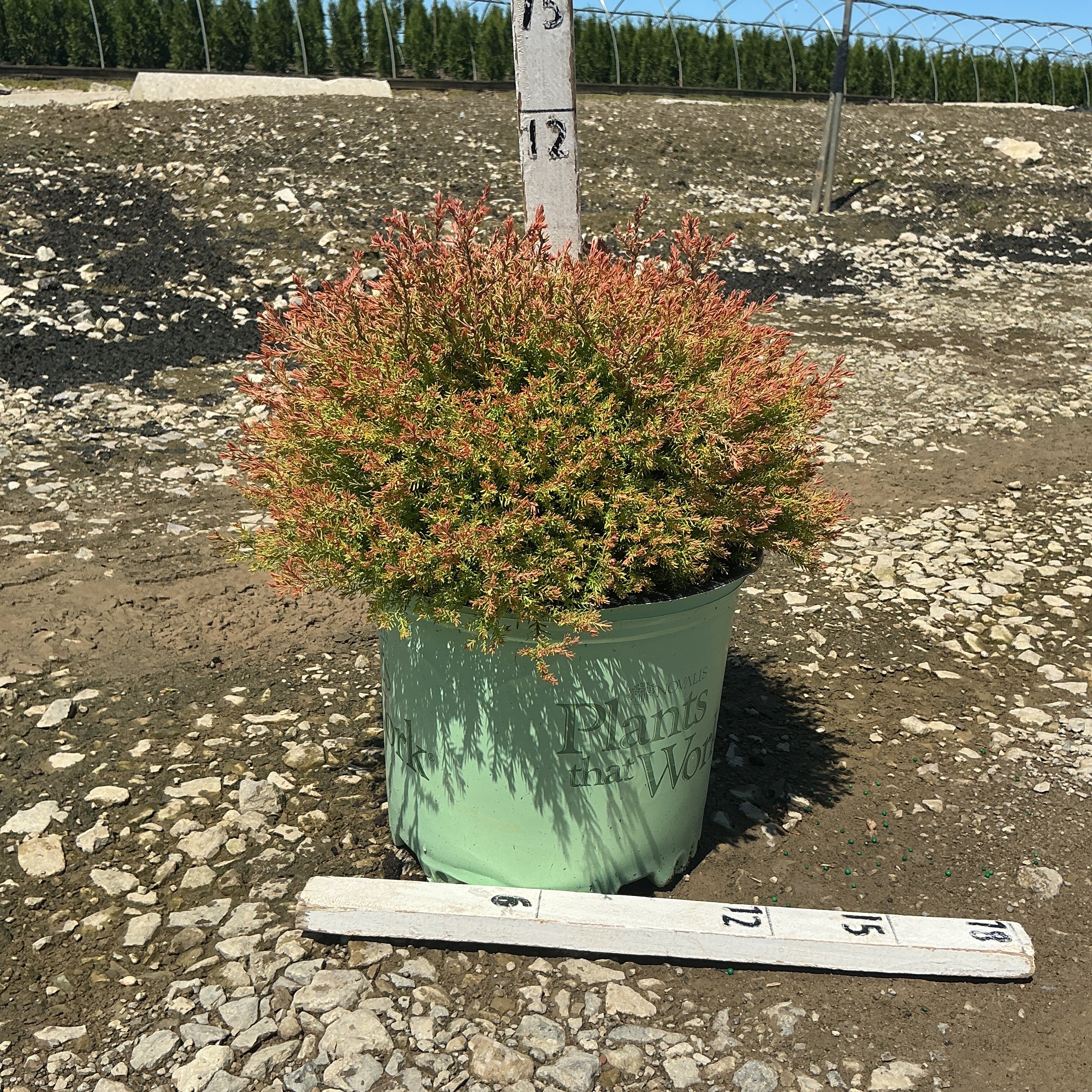 Fire Chief Arborvitae in a #3 container showing its dense, rounded habit with reddish-orange and green foliage tips.