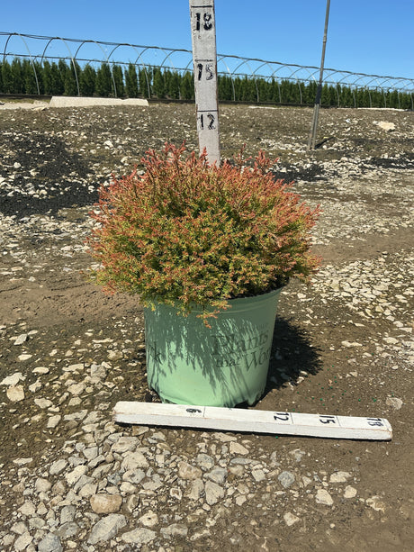 Fire Chief Arborvitae in a #3 container showing its dense, rounded habit with reddish-orange and green foliage tips.