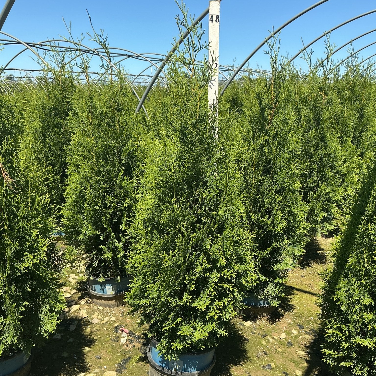 Rows of Private Jet Arborvitae in nursery containers under a hoop house frame against a clear blue sky.