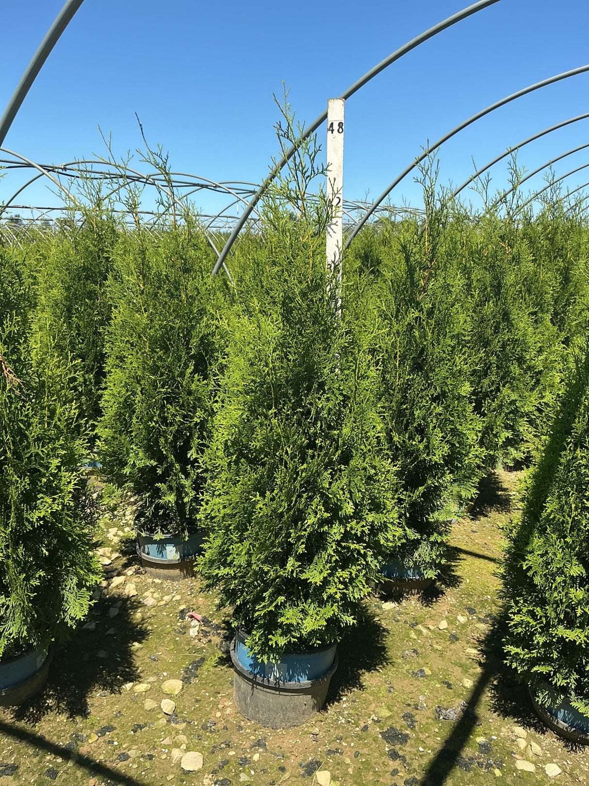Rows of Private Jet Arborvitae in nursery containers under a hoop house frame against a clear blue sky.