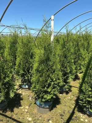 Rows of Private Jet Arborvitae in nursery containers under a hoop house frame against a clear blue sky.