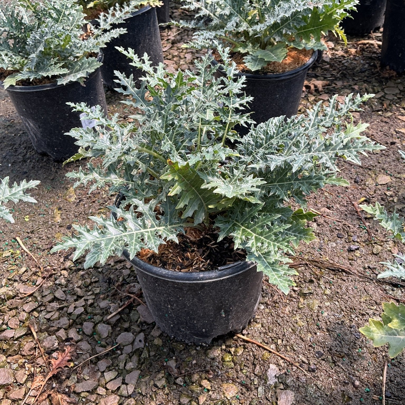 Acanthus spinosus Spiny Bear's Breeches in a black nursery container showing deeply lobed silvery-green foliage.