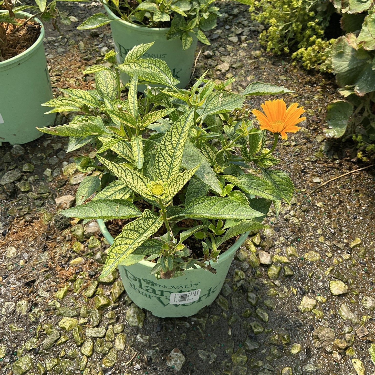 Sunstruck Sunflower Heliopsis in a nursery container showing variegated foliage and a single orange bloom.