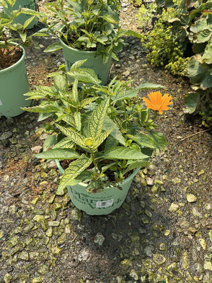 Sunstruck Sunflower Heliopsis in a nursery container showing variegated foliage and a single orange bloom.
