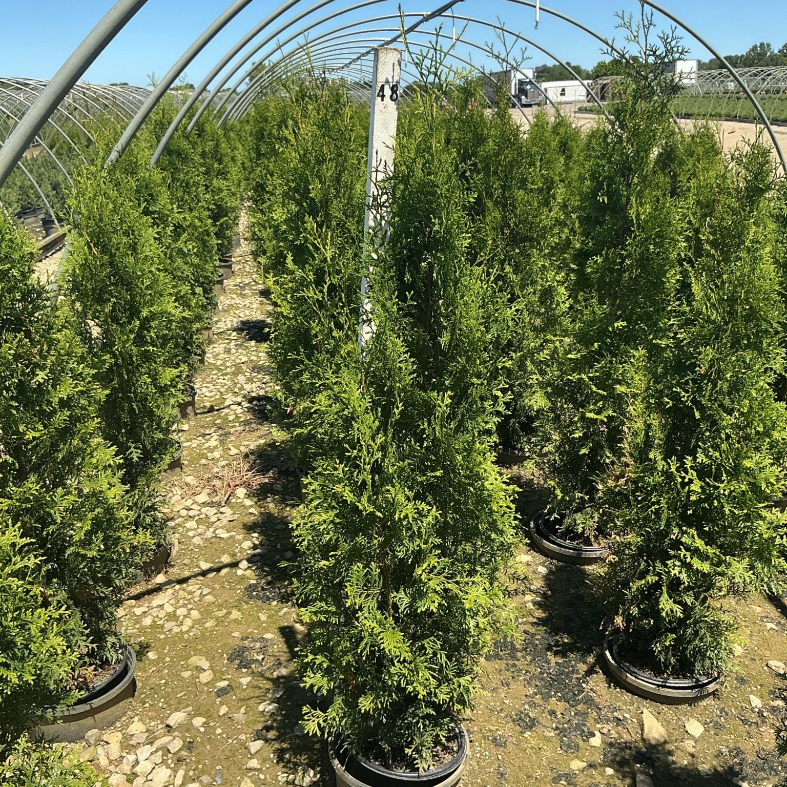 Rows of Private Jet Arborvitae trees in containers growing under a hoop greenhouse structure at a nursery.