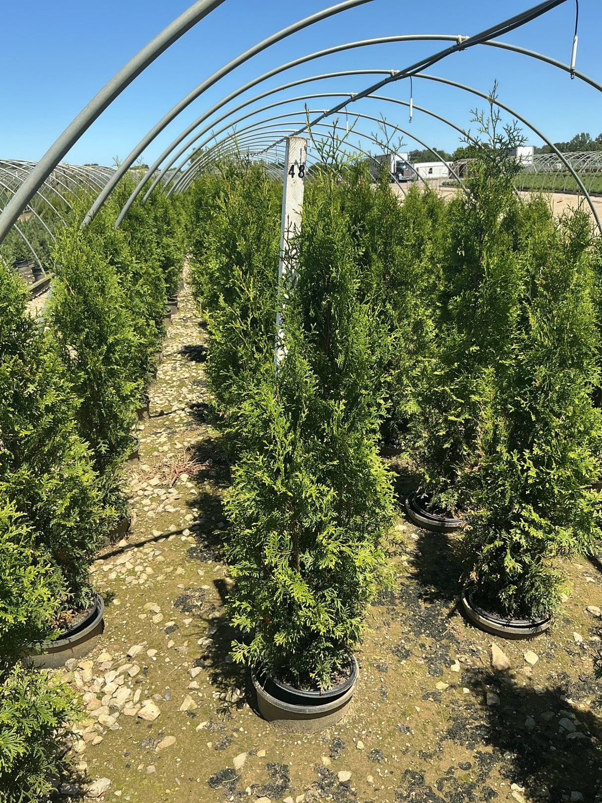 Rows of Private Jet Arborvitae trees in containers growing under a hoop greenhouse structure at a nursery.