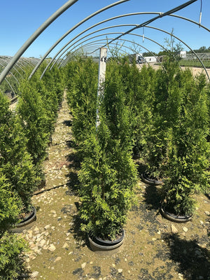 Rows of Private Jet Arborvitae trees in containers growing under a hoop greenhouse structure at a nursery.