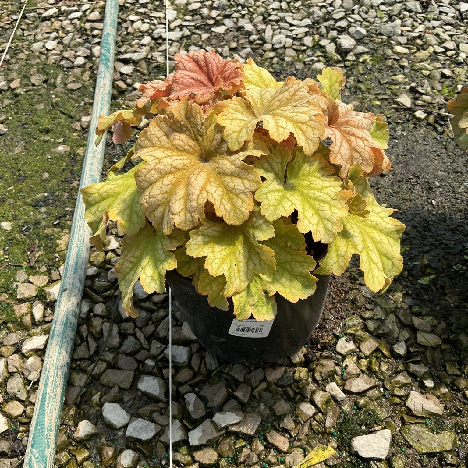 Heuchera Topaz Jazz Coral Bells in a black nursery container, showing chartreuse and peachy-pink ruffled foliage.