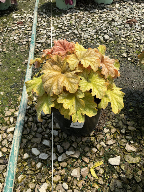 Heuchera Topaz Jazz Coral Bells in a black nursery container, showing chartreuse and peachy-pink ruffled foliage.