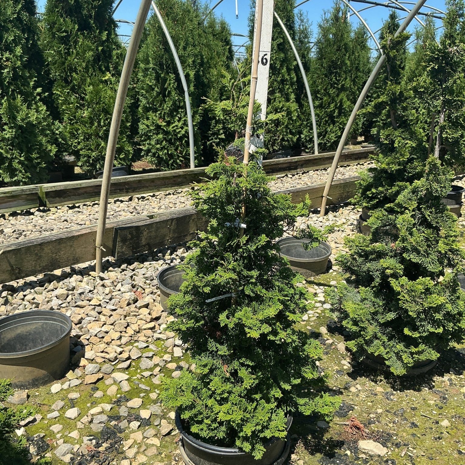 Compact Hinoki False Cypress in a nursery container showing its dense, conical dark green foliage on a gravel bed.