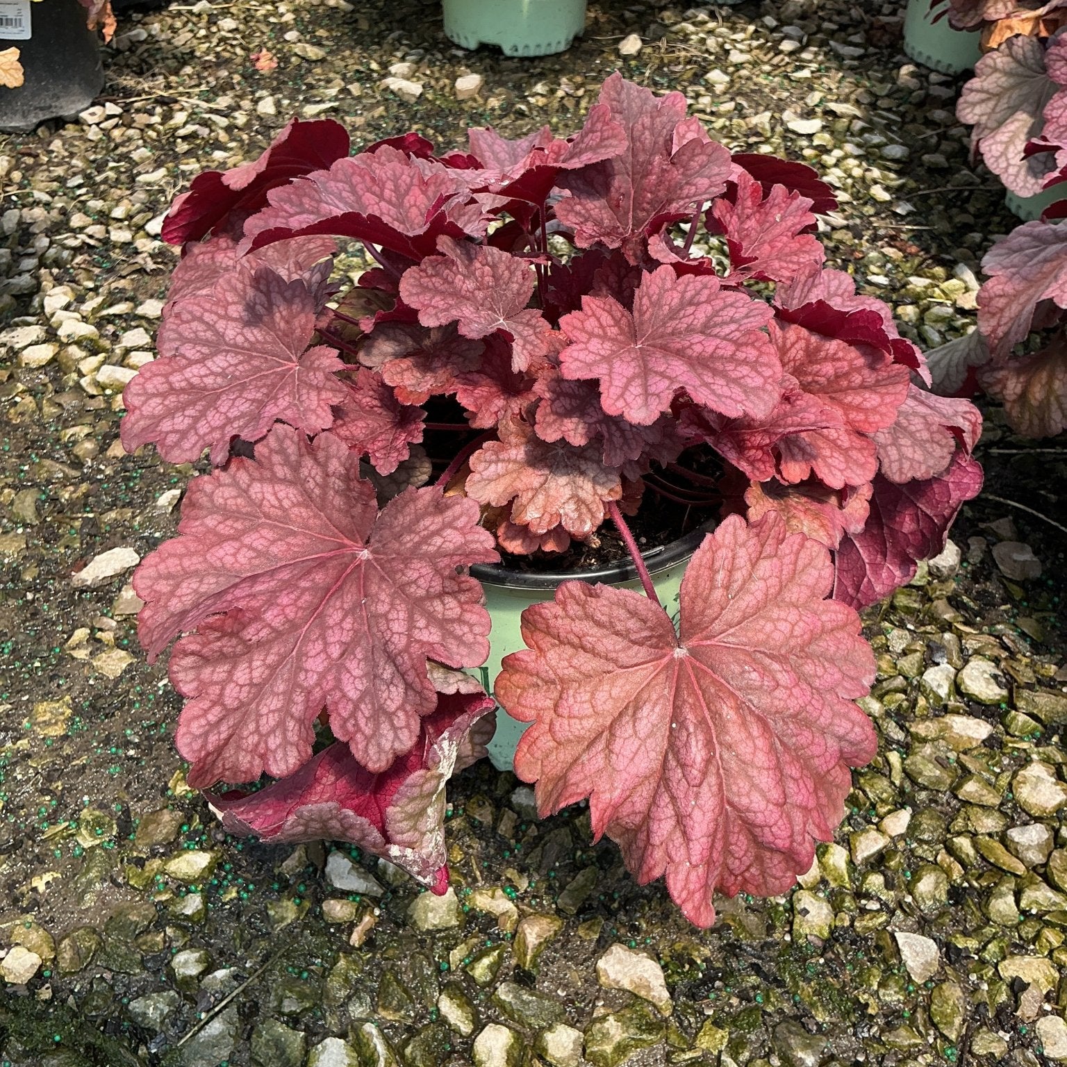 Berry Smoothie Coral Bells Heuchera displaying rich rose and burgundy lobed foliage in a nursery container.
