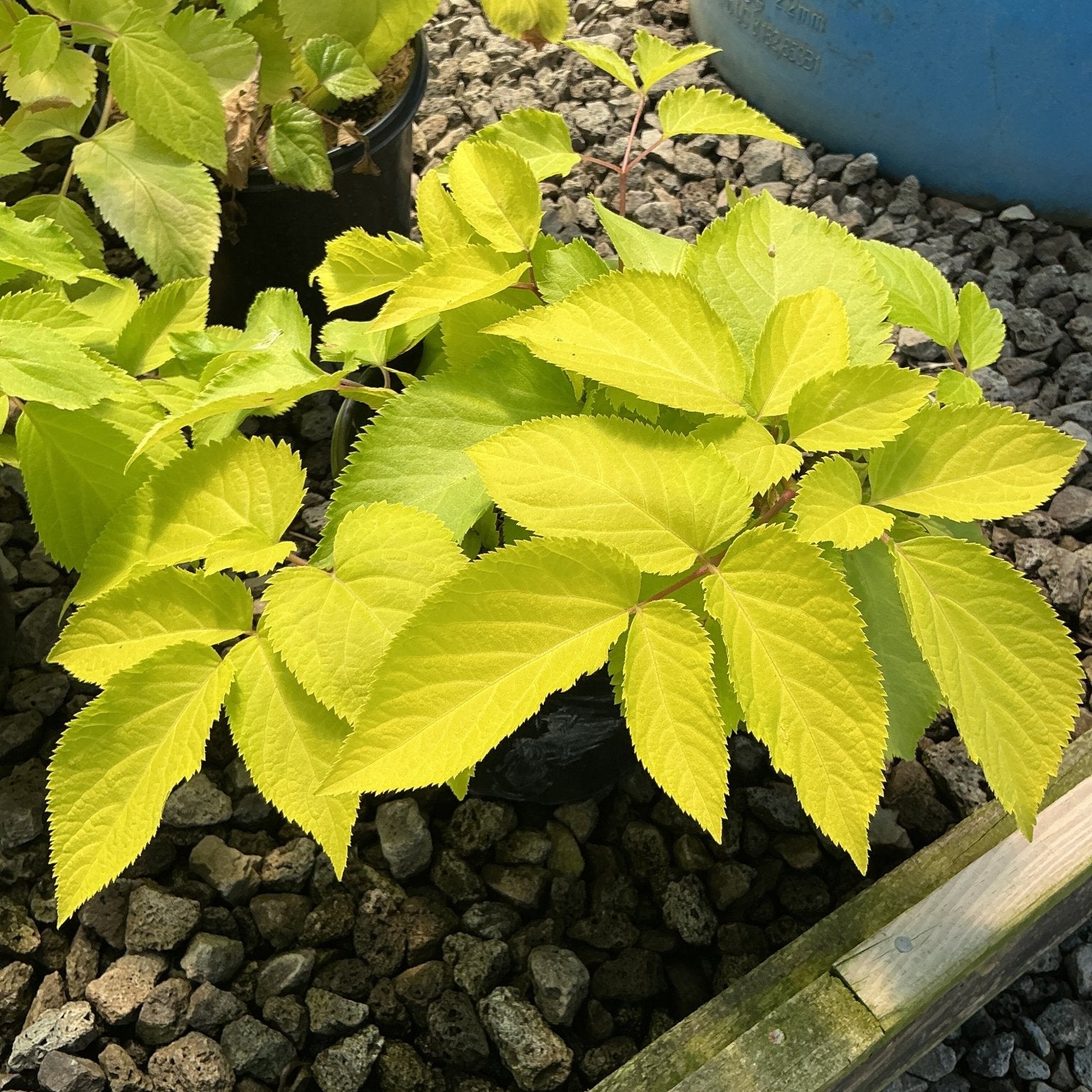 Sun King Aralia showing bright chartreuse foliage with serrated leaves growing in a gravel bed.