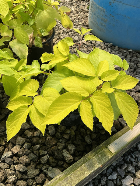 Sun King Aralia showing bright chartreuse foliage with serrated leaves growing in a gravel bed.