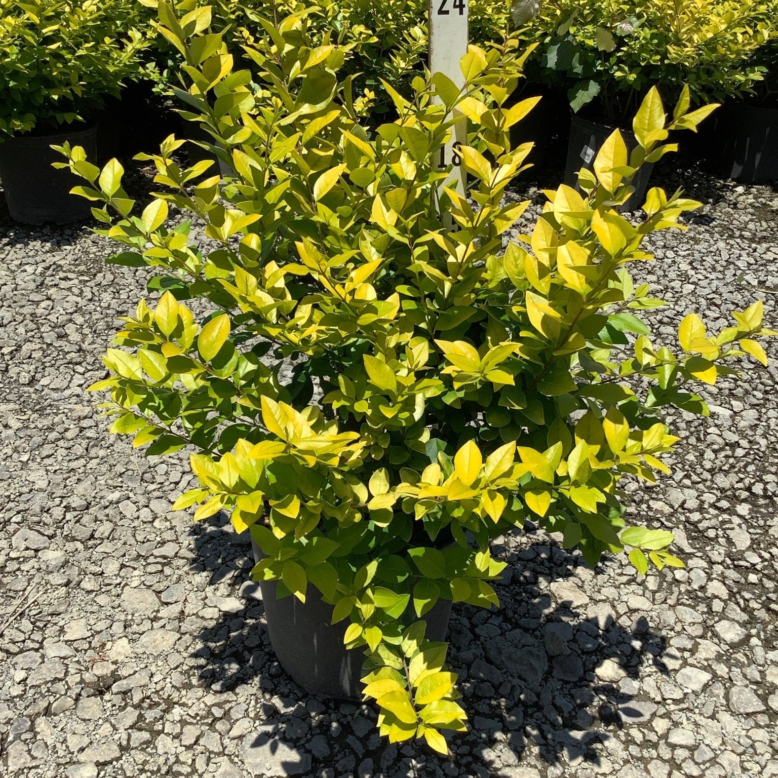Golden Vicary Privet shrub in a nursery container displaying bright yellow-green foliage in full sun.