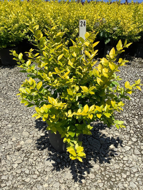 Golden Vicary Privet shrub in a nursery container displaying bright yellow-green foliage in full sun.
