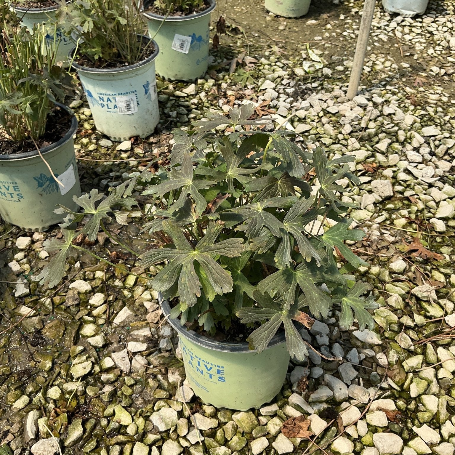 Espresso Cranesbill Geranium in a #1 container showing deep bronze-green lobed foliage at a native plant nursery.